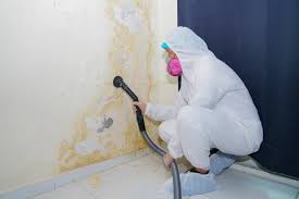 Best Basement Mold Removal  in Parma Heights, OH